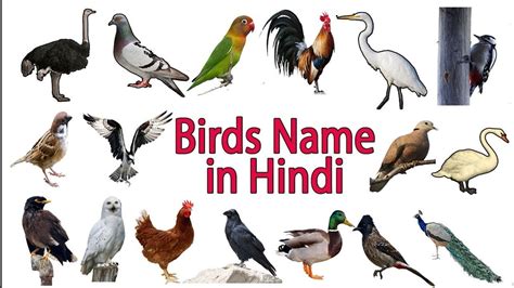 Birds Name In Hindi And English Birds In Hindi With Pictures Birds