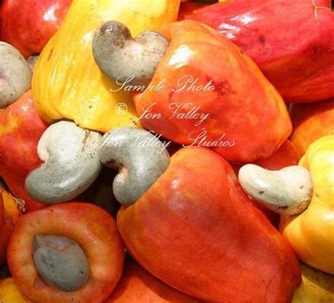 The cashew tree (anacardium occidentale) is a tropical evergreen tree that produces the cashew seed and the cashew apple pseudofruit. Anacardium occidentale Cashew Tree 3 Seeds Tropical ...