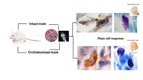 Pathogens Free Full Text Mast Cell Response To Leishmania Mexicana And Sand Fly Salivary