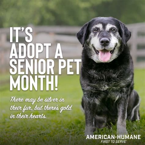 Love Has No Age Limit During Novembers Adopt A Senior Pet Month