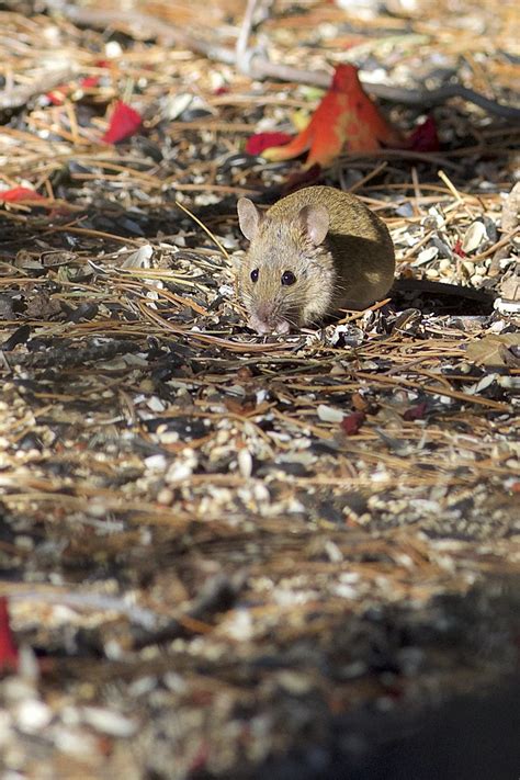 Deer Mouse Peromyscus Maniculatus Portal Az Daniel J Field Flickr