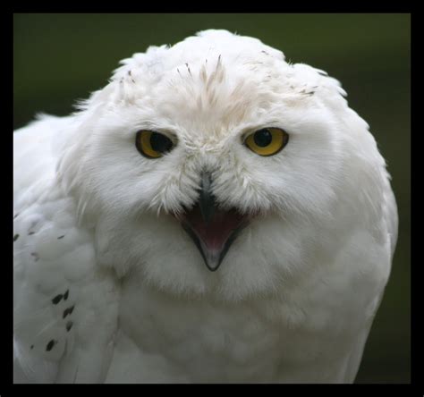 Snowy Owl Snowy Owl At Beale Park In Berkshire Matt Flickr