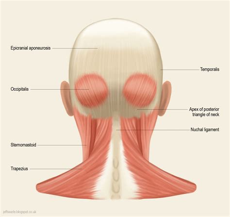 Jeff Searle Head Muscles Face Muscles Anatomy Muscle Diagram