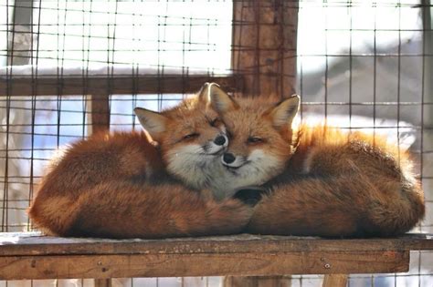 Fox Love Rfoxes