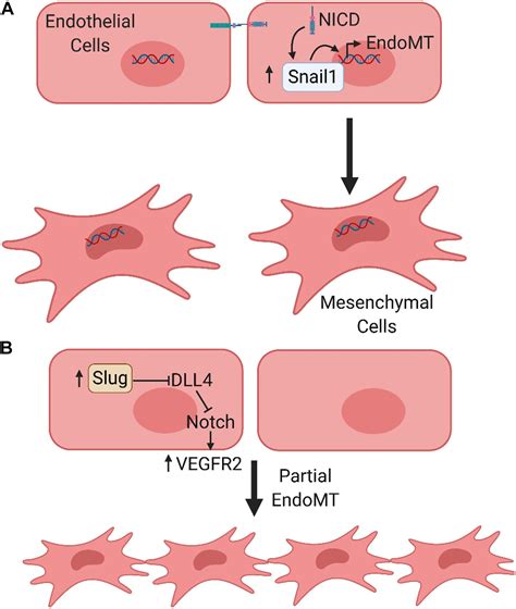 Frontiers Notch Signaling In Vascular Endothelial Cells Angiogenesis
