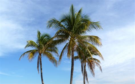 Download Wallpaper 3840x2400 Palm Trees Beach Sand Tropics Ocean 4k