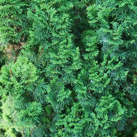Sting Thuja Spring Meadow Wholesale Liners Spring Meadow Nursery