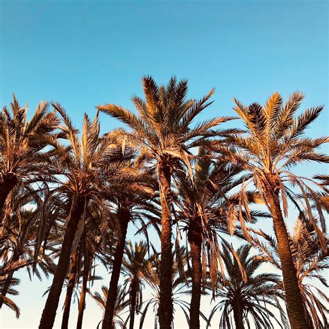 Free Images Palm Tree Sky Date Palm Arecales Woody Plant Attalea