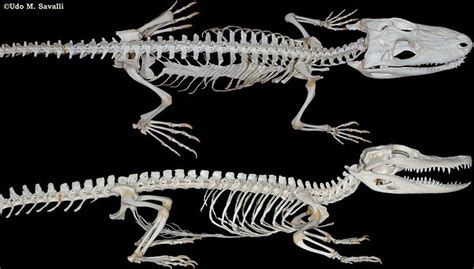 Bio370 Alligator Skeleton Animal Skeletons Skeleton Animal Bones