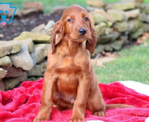 Irish Setter Puppies For Sale Puppy Adoption Keystone Puppies