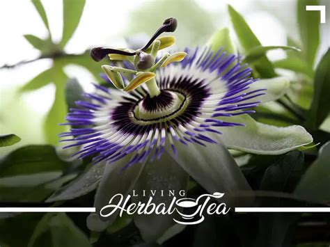 Passion Flower Herbal Tea