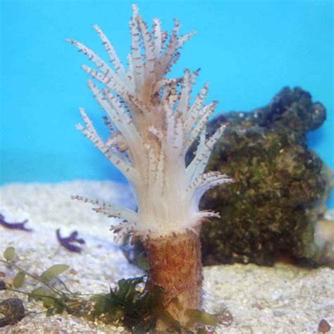 Christmas Tree Coral Studeriotes Sp
