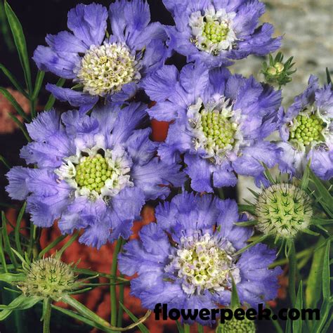 Growing Scabiosa From Seed