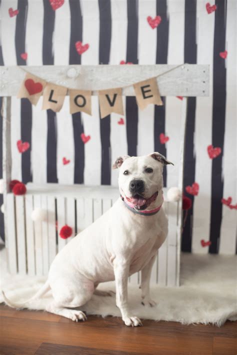 Characteristics, history, care tips, and helpful information for pet owners. Missy~ The Dainty American Bulldog - Twenty Paws Rescue
