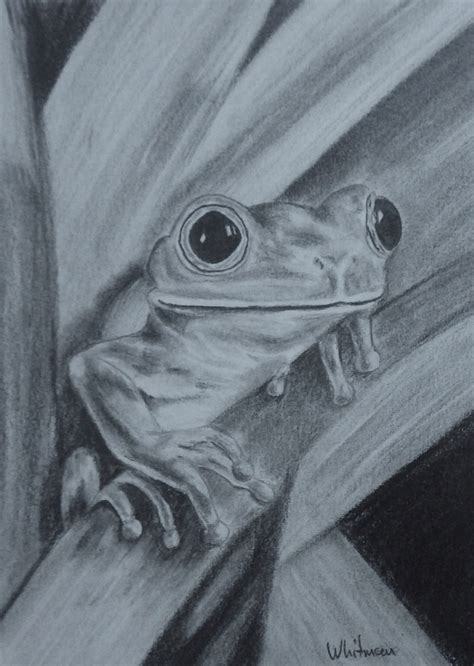 Tree Frog Sketch Original Art Graphite Pencil Drawing By Elena