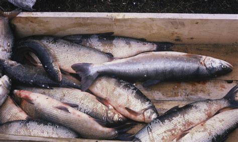 Arctic Fish Species White Fish Photos Wwf