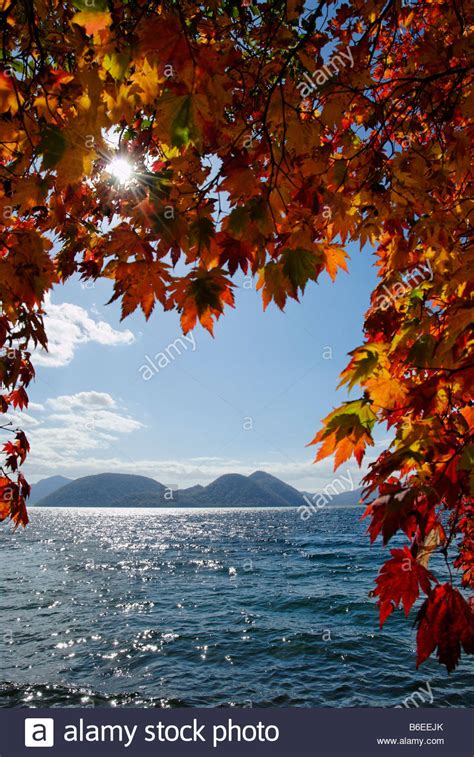 Red Leaves In Autumn At The Shore Of Lake Toya On Hokkaido In Japan