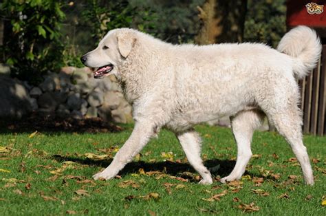 All About The Hungarian Kuvasz Dog Breed Pets4homes
