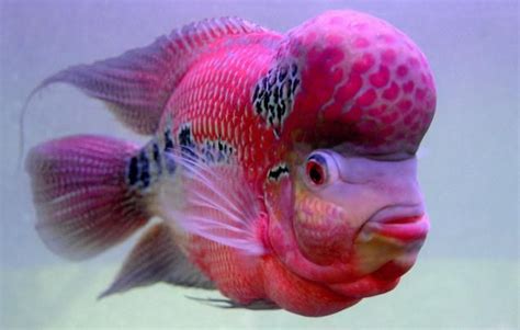 Beautiful Sea Creatures Animals Beautiful Colorful Fish Tropical