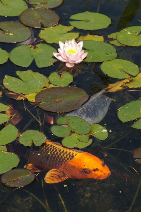 Maintaining pond plants with koi. Koi and Waterlilies | Koi fish pond