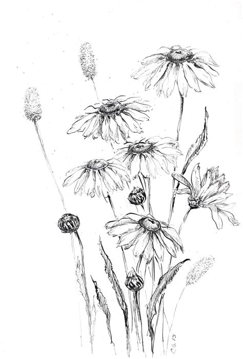 Daisy Flower Sketch Daisy Artwork Drawing Of Daisies Daisy Etsy