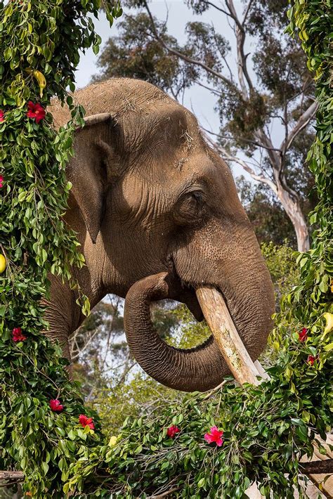 Ranchipur A Male Asian Elephant At The San Diego Zoo Was Feted With A