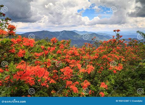 Orange Flame Azaleas Roan Mountain Nc Tn Stock Image Image Of