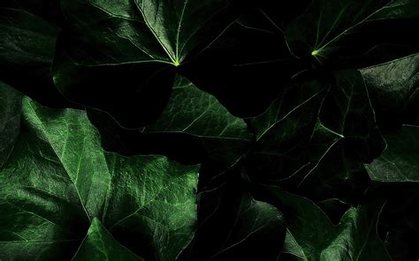 Dark Green Leaf Wallpaper Maxipx
