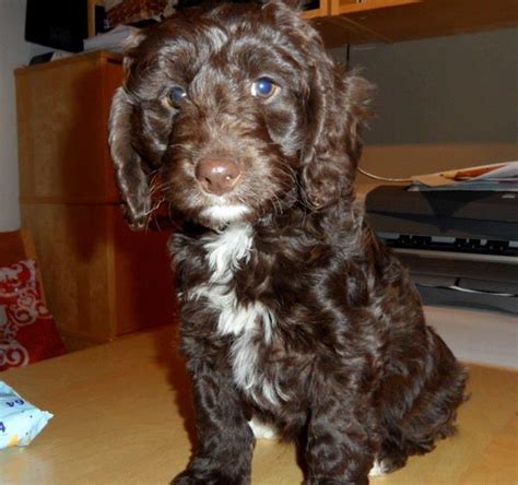 Photo Gallery Of Cockapoo Puppies Submitted By Members Of The Cockapoo
