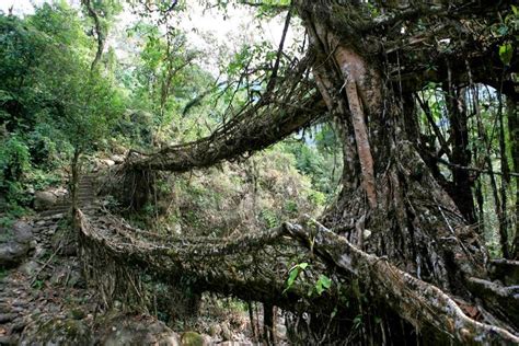 Double Decker Live Root Bridges In Meghalaya India Funroster