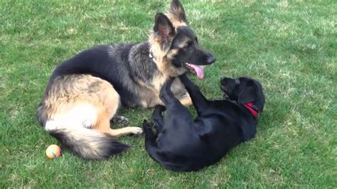 Strong and black, just like my men! German shepherd and black lab puppy - YouTube