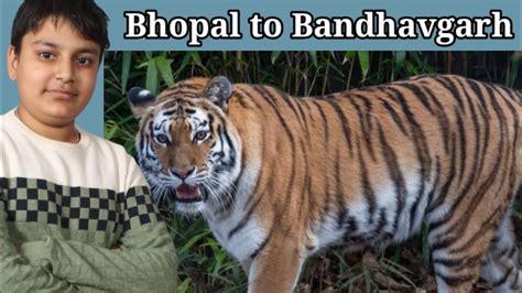 Tiger Spotted At Rode Bhopal To Bandhavgarh Trackmylife Vlogs Youtube
