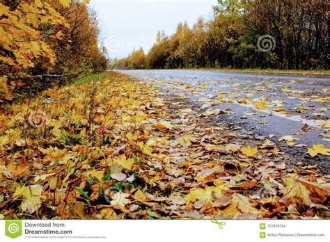 Autumn Time The Asphalt Road And Its Roadside Are Covered With Fallen