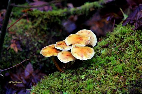 Fungus Among Us Photograph By Jeanette C Landstrom