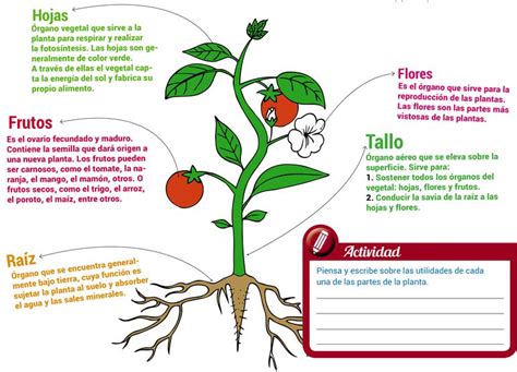 Las Plantas Partes Y Funciones Escolar Abc Color Images And Photos Finder