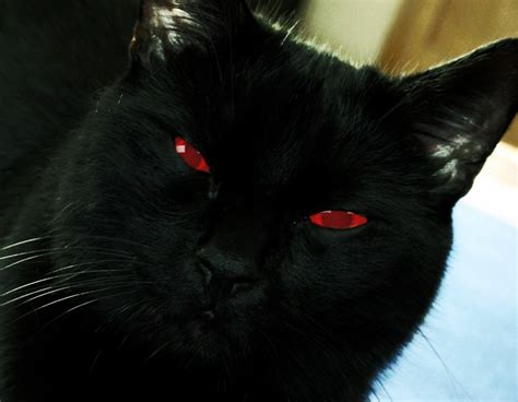 It has an amazing night vision and even sees an ultraviolet light. Ponder - the cat: Bless their little black hearts ...