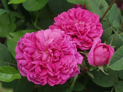 Flowerpedia Intoxicating Fragranced Roses Rose De Rescht Rose De Resht