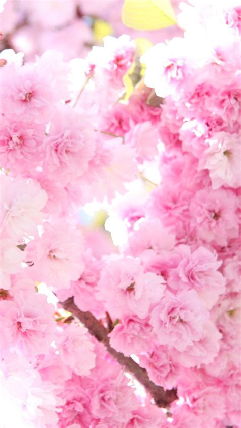 47 Cherry Blossoms Iphone Wallpaper Wallpapersafari