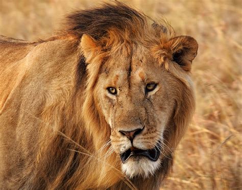 Male Lion | Marty Cohen Photography