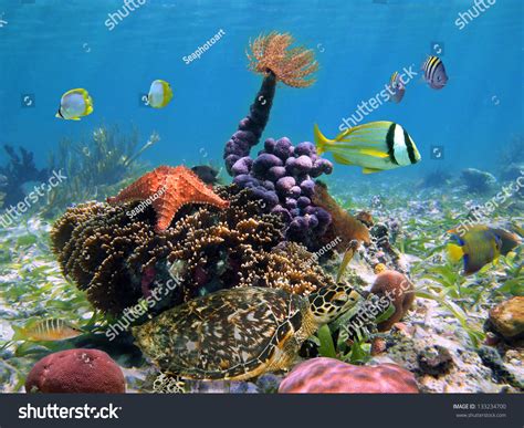 Sea Turtle Underwater With Colorful Tropical Marine Life