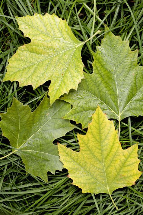 How To Identify Common American Sycamore