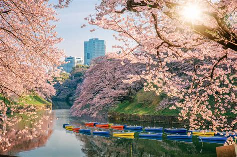 Best Time To See Cherry Blossoms In Japan Zicasso