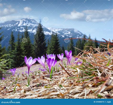 Field Of Blooming Crocuses In The Mountains Stock Image Image Of Leaf