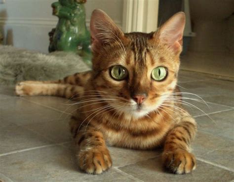 Bengal cat adelaide,bengal cat as pet,bengal cat allergy,bengal cat alberta adopt a cat az,adopt a cat atlanta,adopt a cat austin,adopt a cat auckland,adopt a cat albuquerque,adopt a. 8 Pictures of Spotted Bengal Cats and Kittens | Cats ...
