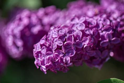 Nature Lilac Hd Wallpaper