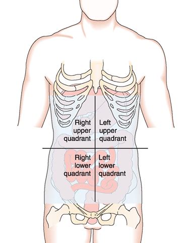 The quadrants are referred to as the left lower quadrant, left upper quadrant, right upper quadrant and right lower quadrant, as follows below. Chapter One: An Introduction to the Human Body - Anatomy ...