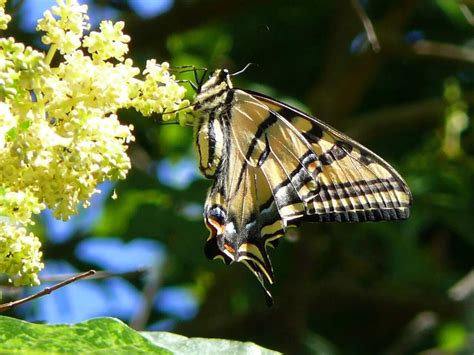 Yellow Swallowtail Butterfly Palo Alto California