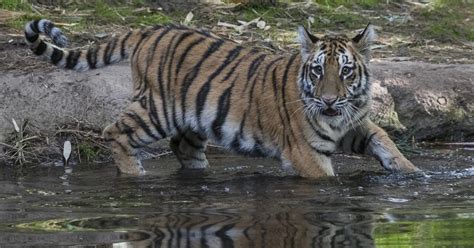 Tiger Cub Improving At San Diego Zoo Safari Park After Surgery Was