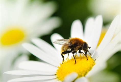 Beekeeping Conference 2019 Conferences Seminars And Workshops