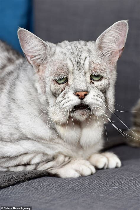 Cats have excellent survival instincts, and they don't deliberately jump from high places that would be dangerous. Cat who was rescued from a hoarder's house with skin ...